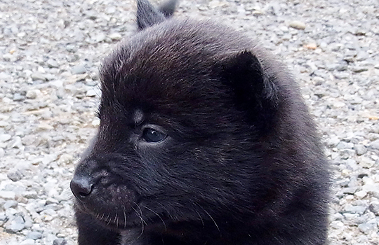 甲斐犬のブリーダー子犬直販専門店 ペットノート