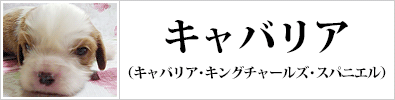 キャバリア（キャバリア・キング・チャールズ・スパニエル）