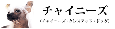 チャイニーズクレステッドドッグ（チャイクレ）